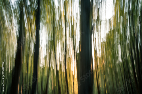 Special effects in the woods at sunset  artistic blur