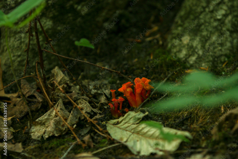 mushrooms on forest floor mushrooms on forest floor