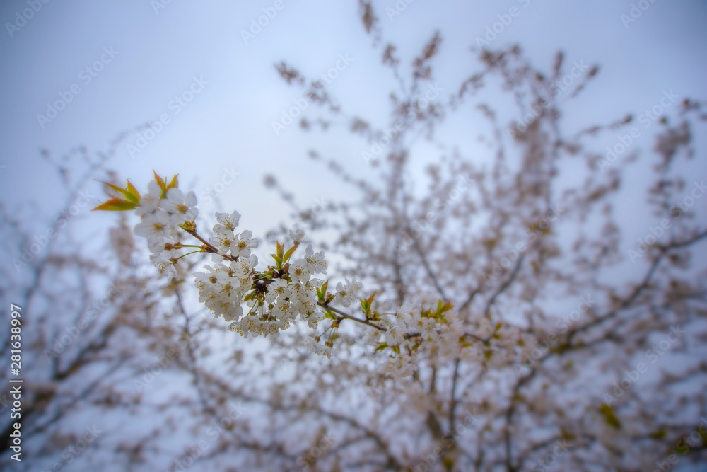 White Sakura flower blooming in Germany White Sakura flower blooming in Germany