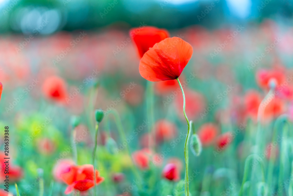 Fototapeta premium poppy field of red poppies