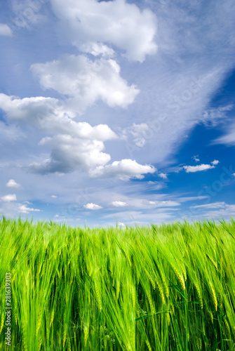 Green wheat field and blue sky with storm clouds © markborbely