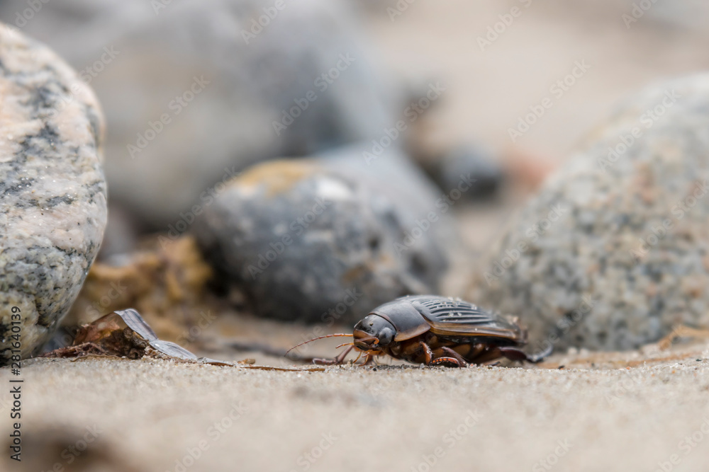 Large swarm beetle crawls over stones at the Baltic Sea coast