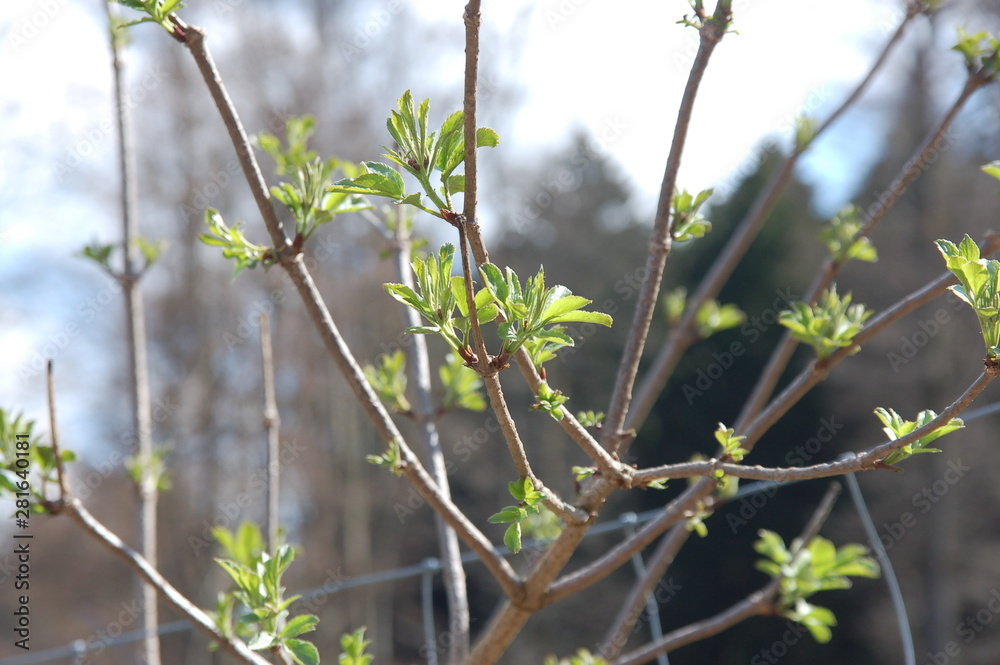 Der Frühling kommt und lässt die Bäume austreiben Der Frühling kommt und lässt die Bäume austreiben
