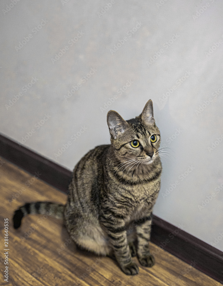 Chinese leehua cat tabby sit by the window