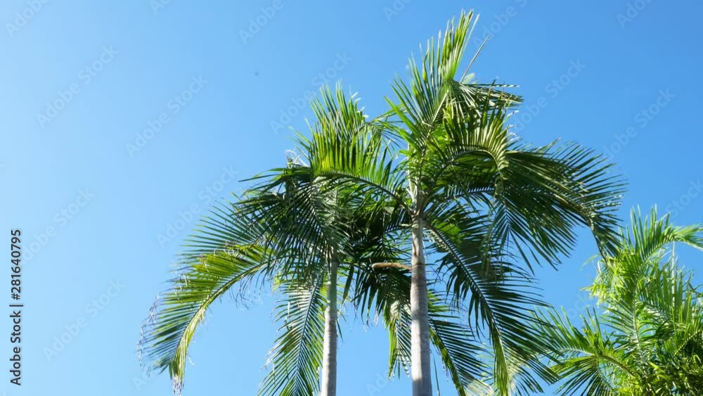 Green leaves Moving in The Wind with sunlight, Leaf Palm Tree On Blue Sky clouds bottom view