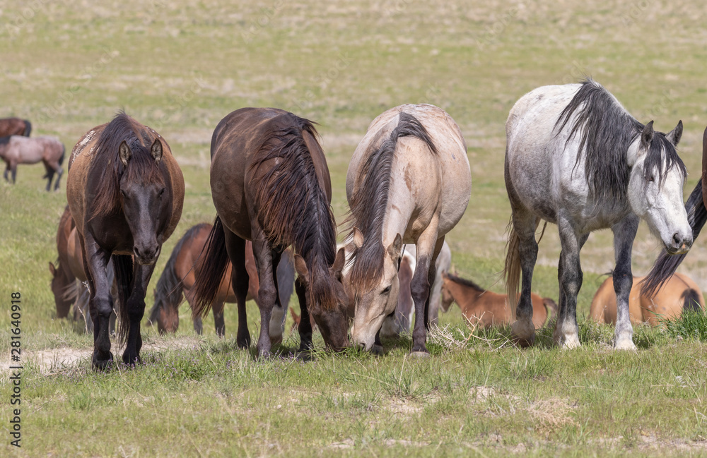 Herd of Wild Horses in the Utah Desert Herd of Wild Horses in the Utah Desert