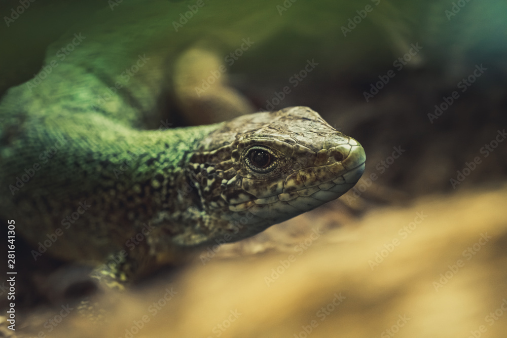 Obraz premium Natural closeup shot of lizard