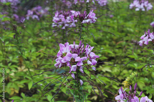 Purple flower
