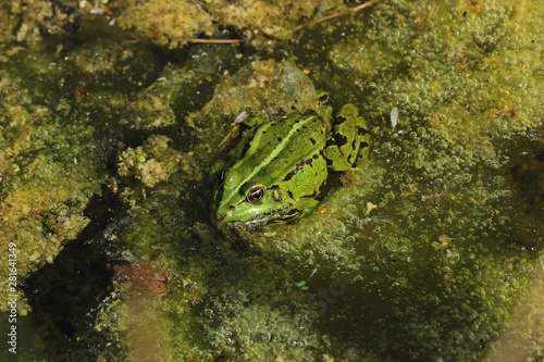 Teichfrosch (Pelophylax esculentus) zwischen Algenschaum im Gartenteich photo