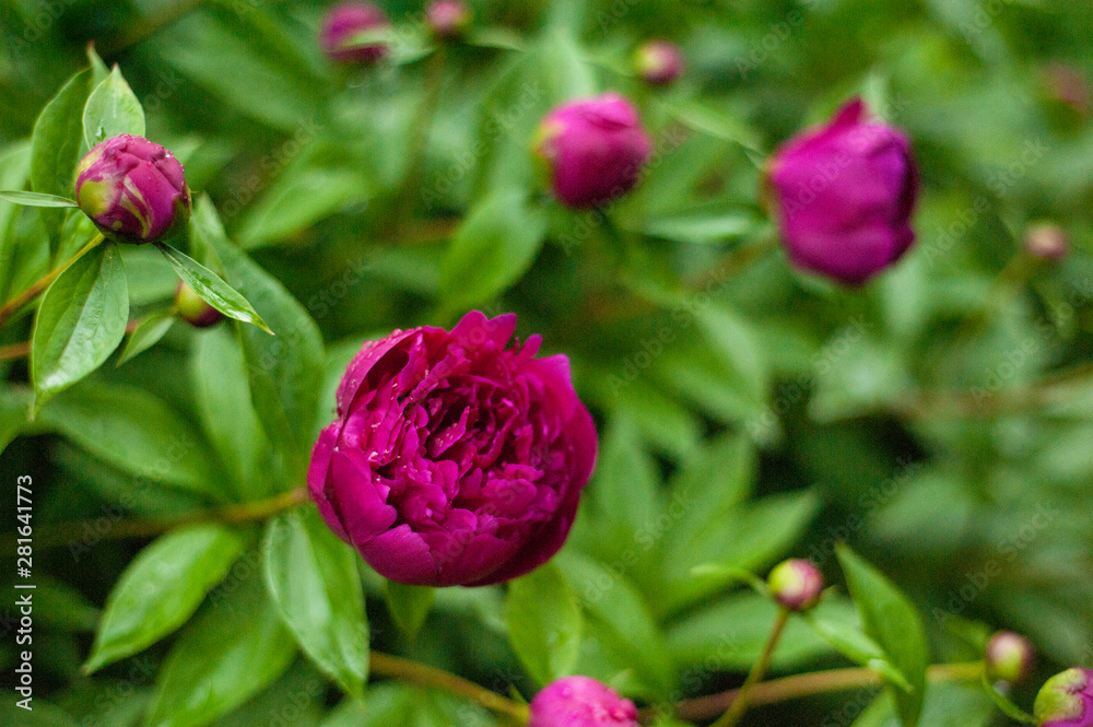 Red peonies in the garden. Blooming red peony. Closeup of beautiful red Peonie flower.