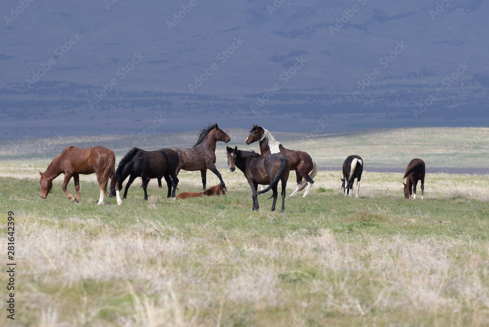 Herd of Wild Horses in the Utah Desert Herd of Wild Horses in the Utah Desert