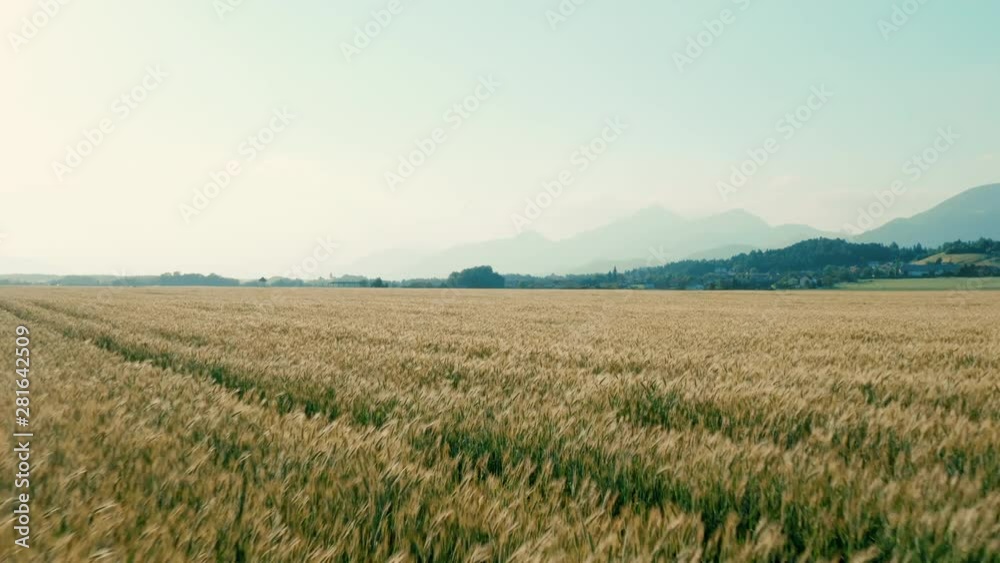 Aerial view. Flight above the ripe golden wheat field at sunrise. Bio eco food industry. Aerial view. Flight above the ripe golden wheat field at sunrise. Bio eco food industry.