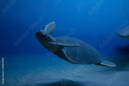 Turtle swimming