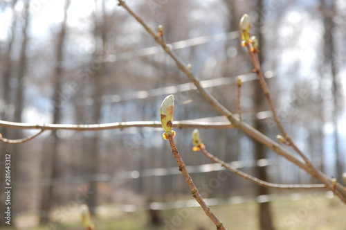 Die Kastanie erwacht aus ihrem Winterschlaf