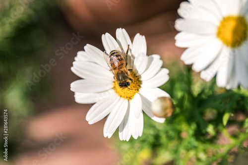 Bee on the flower, daisy