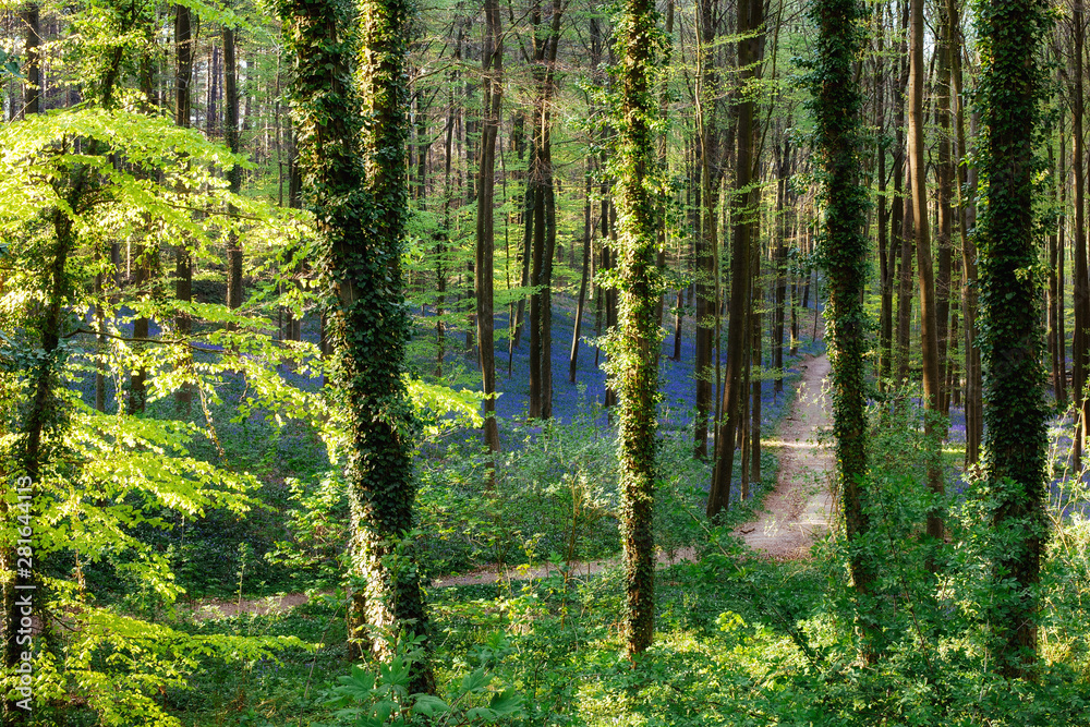 Naklejka premium Magnificent forest full of blooming bluebells in the morning