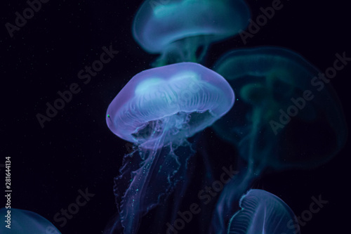 Puple Glowing Jellyfish underwater