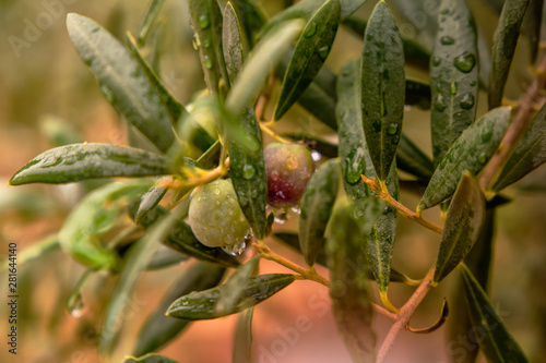 Olive plants in the field