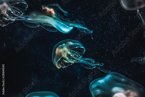 Jellyfish in the dark Water