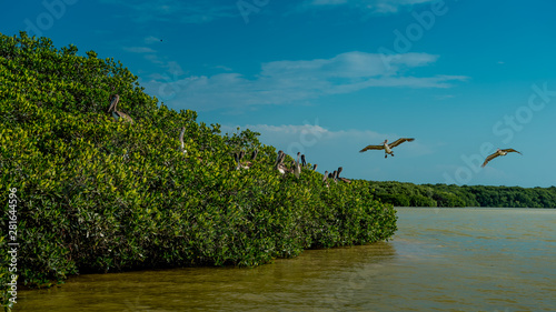 Pelicans and gulls in the mangroves in Celestun National Park. Mexico.