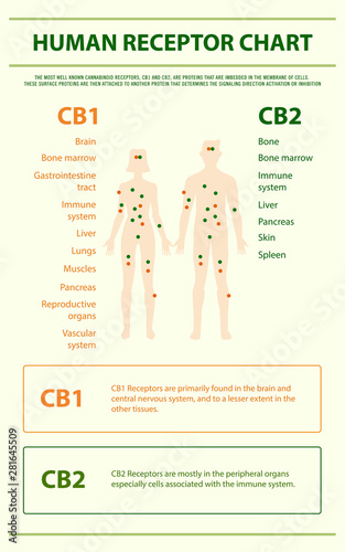 Human Receptor Chart - Endocananbinoid System vertical infographic illustration about cannabis as herbal alternative medicine and chemical therapy, healthcare and medical science vector.