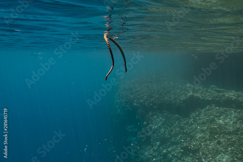 Banded sea snake ascends to the surface to breathe and descends back to the deep. It spends much of its time underwater in order for it to hunt, but returns to land to digest, rest and reproduce.