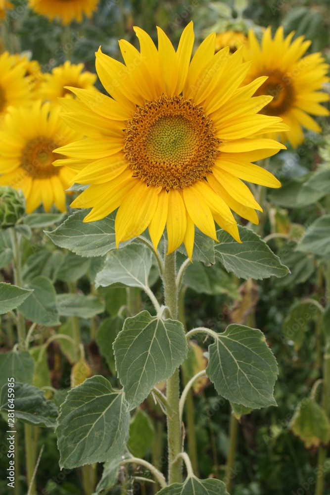 Fototapeta premium Sonnenblumenfeld