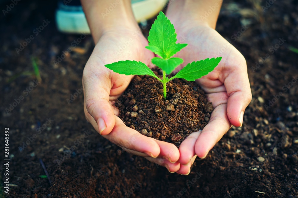 hands holding plant in soil, Top view hands holding plant in soil, Top view