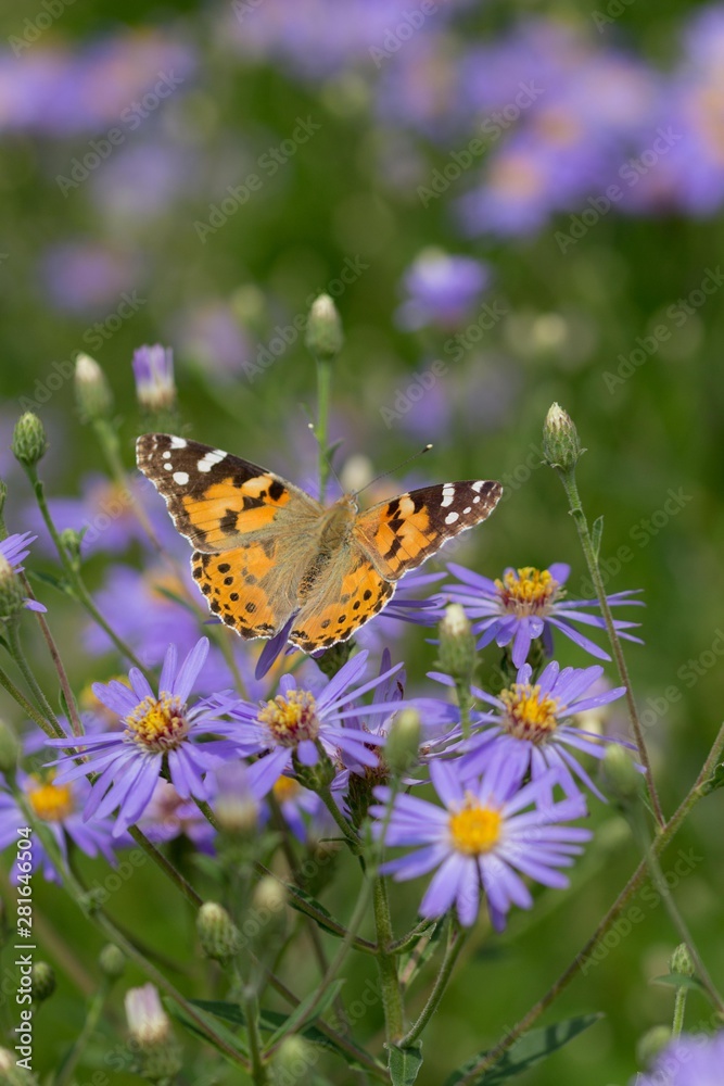 Orange butterfly on velvet blossom Orange butterfly on velvet blossom