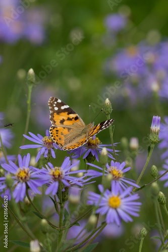 Orange butterfly closeup © madame_fayn