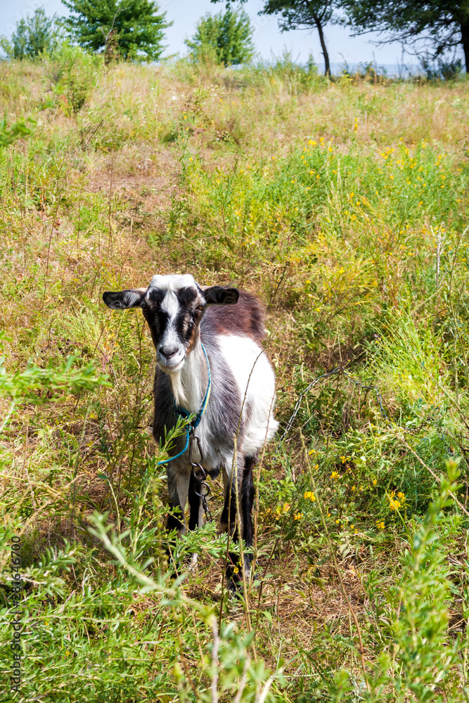 Brown and white hornless village goat grazing on a meadow Brown and white hornless village goat grazing on a meadow