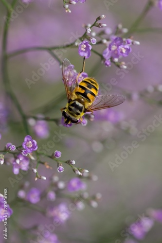 Insect on purple flowers macro © madame_fayn