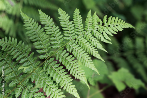 leaves of fern in summertime