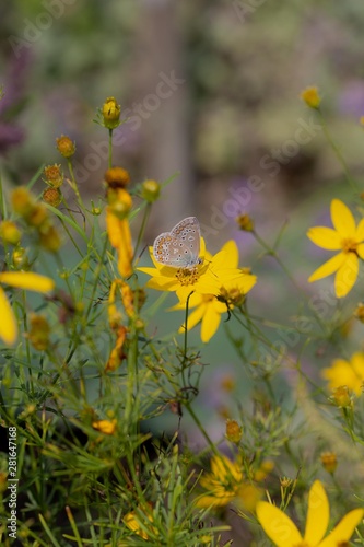 Blue butterfly in yellow flower field © madame_fayn