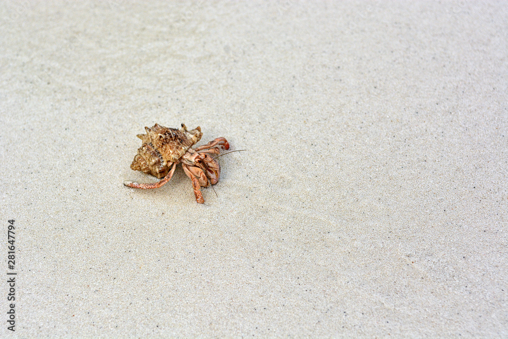 A hermit crab with a shell crawling on the white sand.