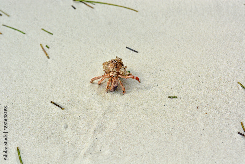 A hermit crab with a shell crawling on the white sand. A hermit crab with a shell crawling on the white sand.