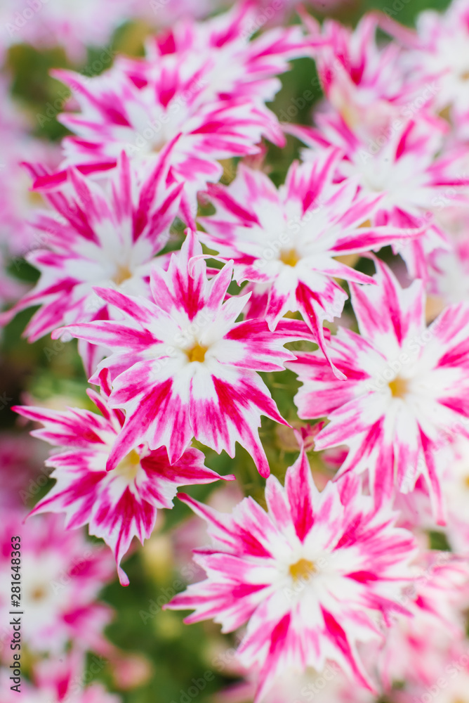 White pink flowers Phlox Drummond, close-up, floral background with selective focus White pink flowers Phlox Drummond, close-up, floral background with selective focus