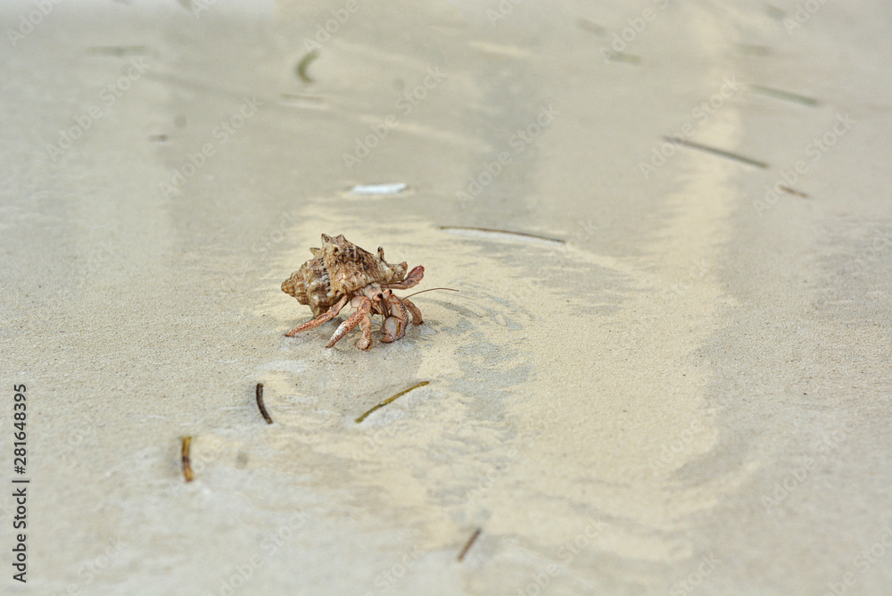A hermit crab with a shell crawling on the white sand. A hermit crab with a shell crawling on the white sand.