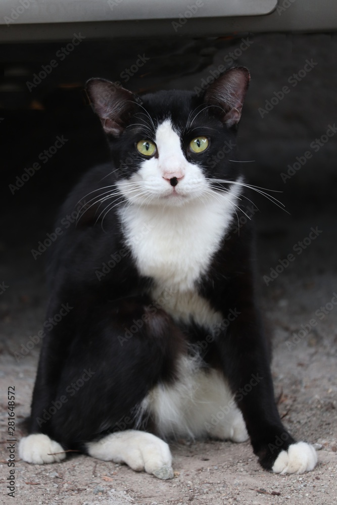  Portrait black cat in dark tone, Mammal animal
