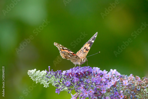 The Painted Lady is sitting with wings open on the flower dows of a butterfly lilac