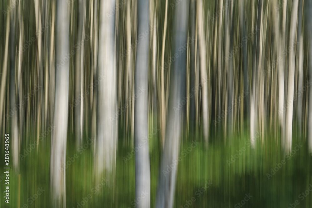 Wald - Birken - abstrakt Wald - Birken - abstrakt