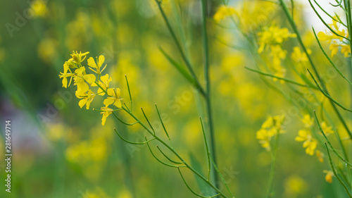 a yellow rape flower that blooms in spring.