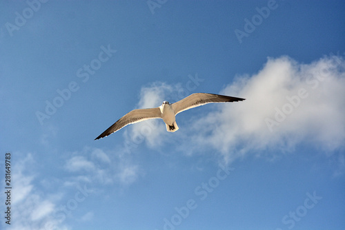 Gull flying with a blue sky background