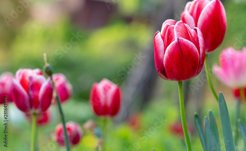 colorful tulips  flowers blooming in spring.