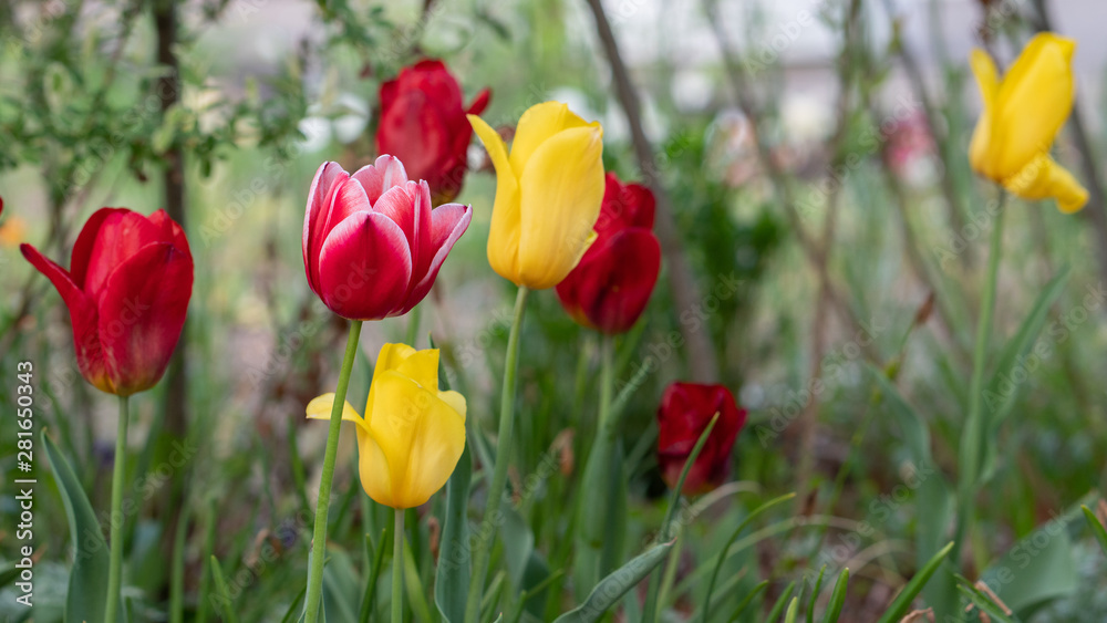 Obraz premium colorful tulips, flowers blooming in spring.
