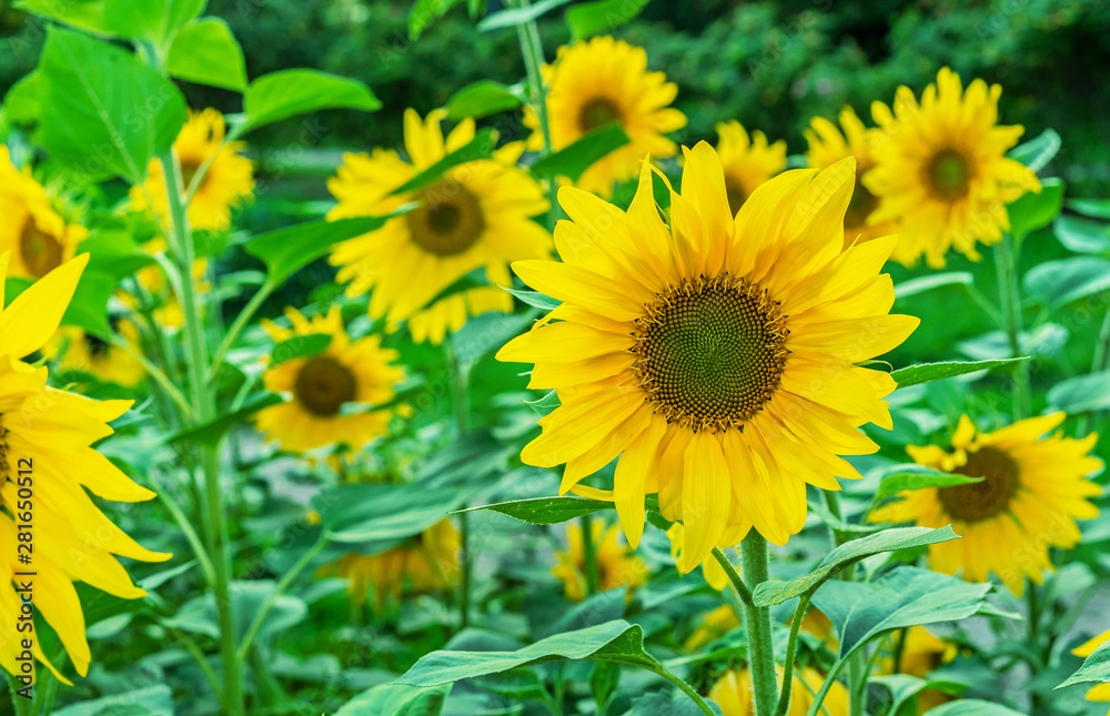 Yellow blooming sunflower. Bee on a sunflower collects pollen. Yellow blooming sunflower. Bee on a sunflower collects pollen.