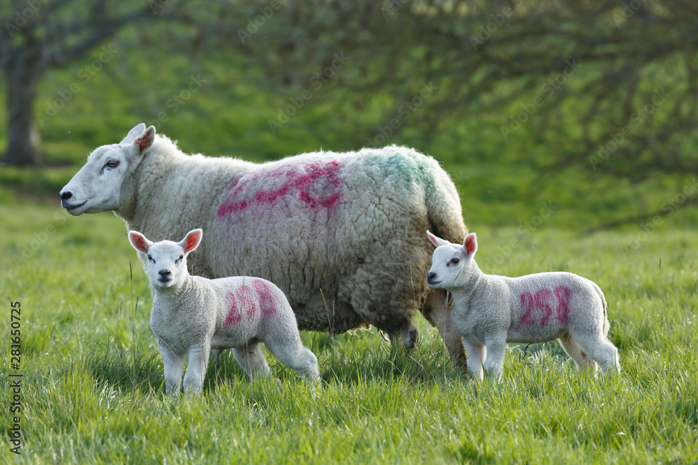 Obraz premium Ewe and lambs