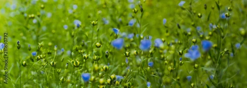 Panel kuchenny z motywem Len pospolity, linum. len, pospolity, Linaceae, Linum, flax, 