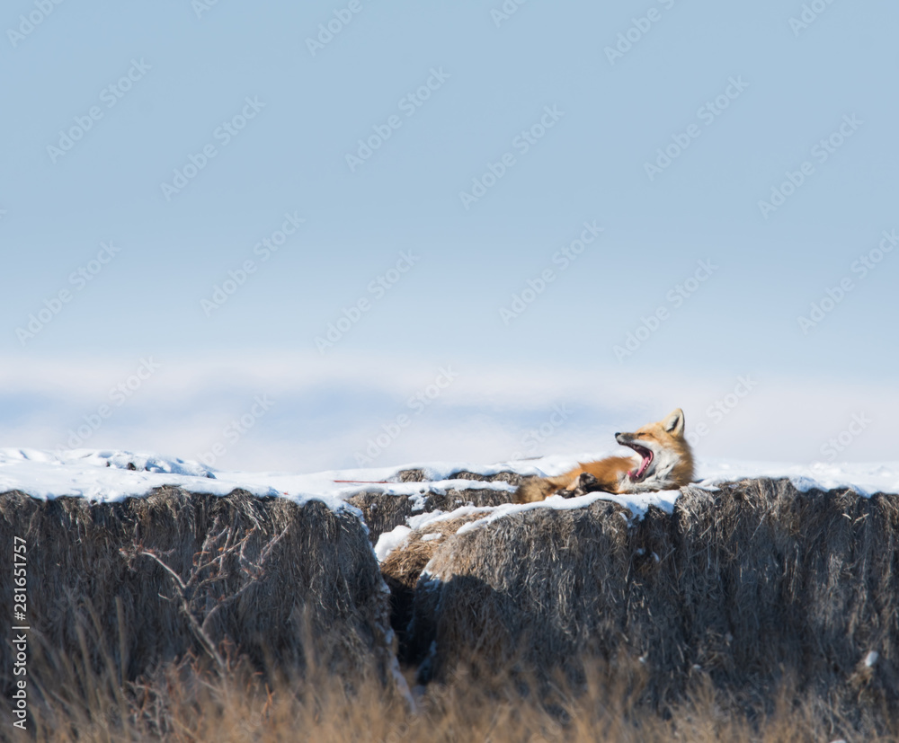 Fototapeta premium Red fox in rural Alberta
