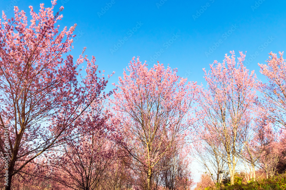 Pink Wild Himalayan cherry flowers on branch with blue sky (Thailand's sakura or Prunus cerasoides), known as Nang Phaya Sua Khrong in Thai at Phu Lom Lo mountain, Loei, Thailand.